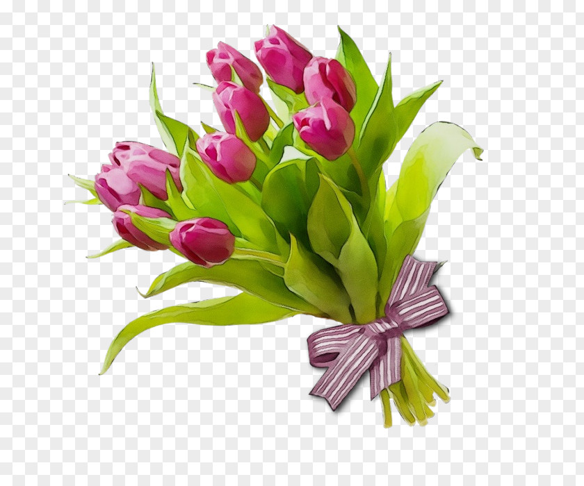 Leaf Tulip Flower Flowering Plant Cut Flowers Pink PNG