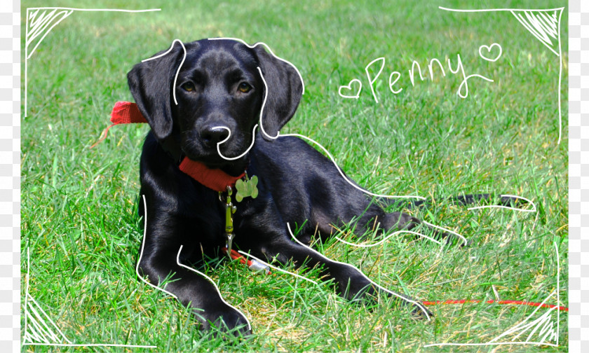 Puppy Labrador Retriever Flat-Coated Polish Hunting Dog Austrian Black And Tan Hound PNG