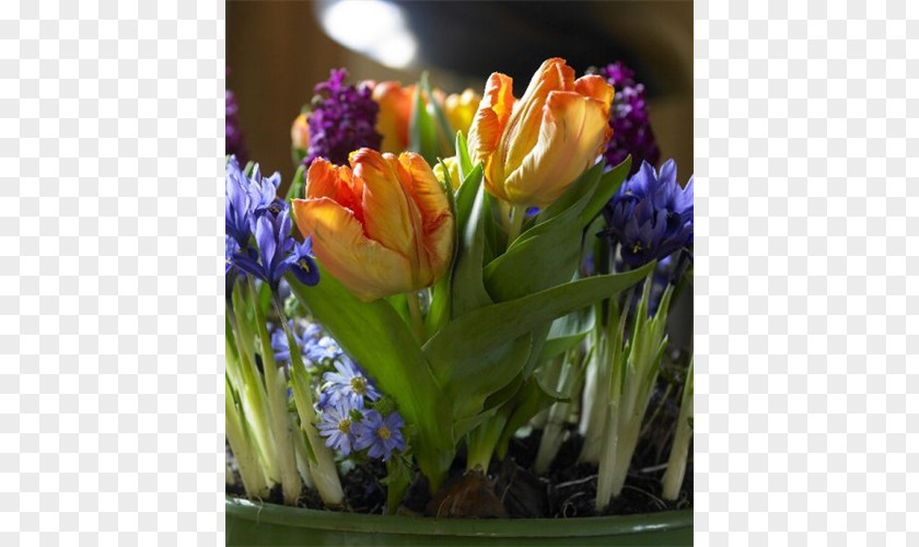 Tulip Striped Squill Netted Iris Hyacinth Irises PNG