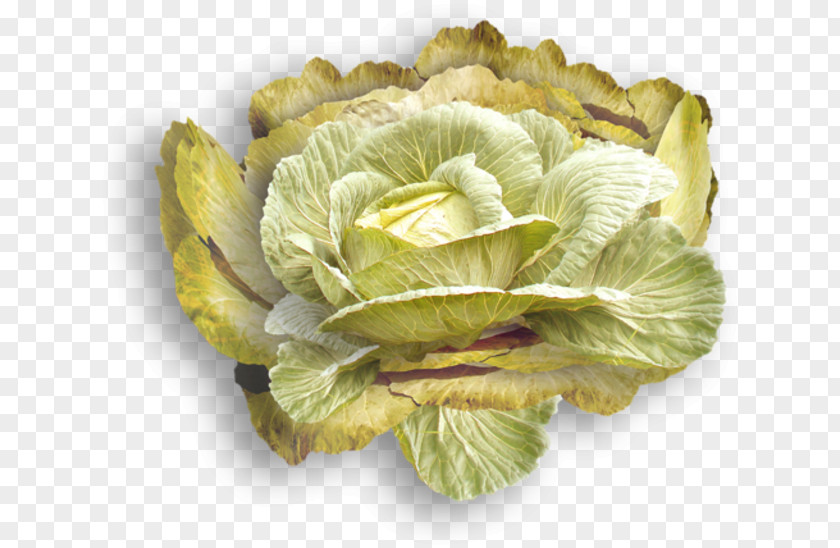 Cabbage Spring Greens Blood Sweat & Tears Romaine Lettuce PNG