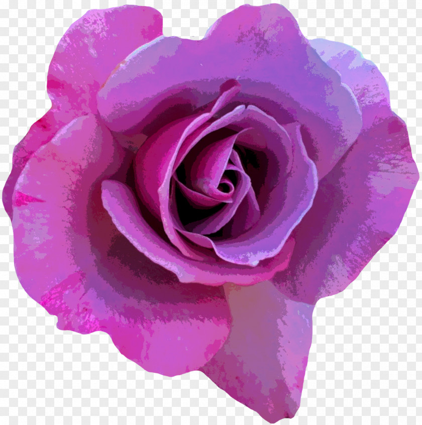 Purple Rose Flower Photography Pink PNG