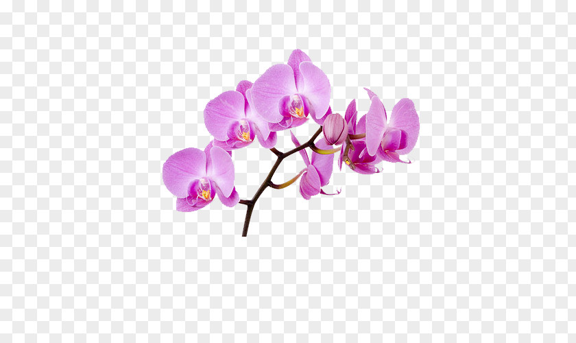Pea Moth Orchids Flower Clip Art PNG