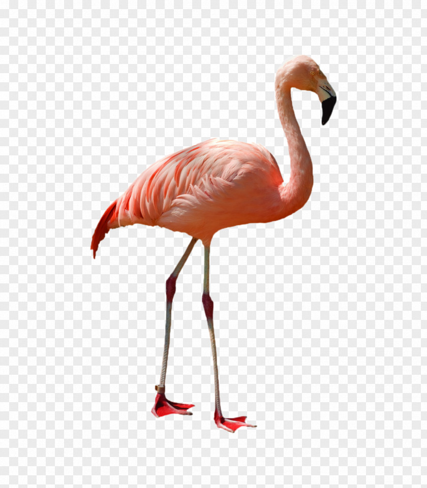 Red-crowned Crane Greater Flamingo American Bird Stock Photography PNG
