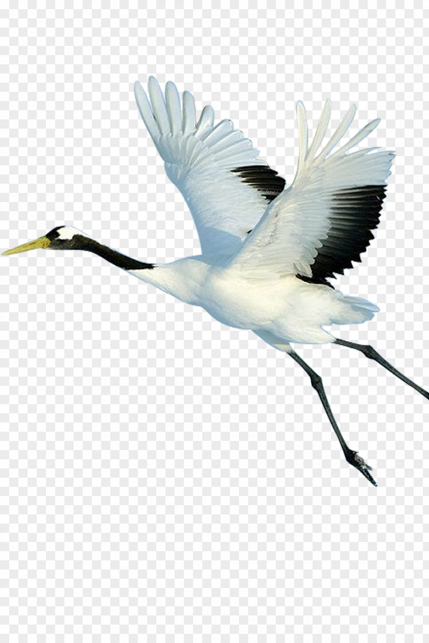 Crane Bird Limpkin PNG