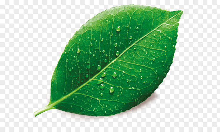 Drop Plant Pathology Green Leaf Background PNG