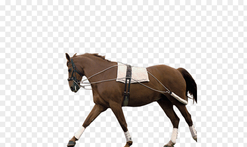 Mustang Hunt Seat Breeching Bridle Saddle Horse Harnesses PNG