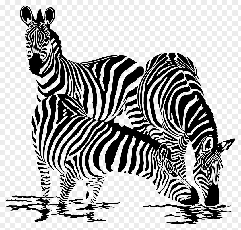 Zebra Drawing Vector Graphics Royalty-free Illustration Clip Art PNG
