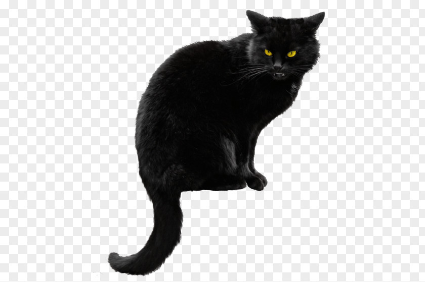 Kitten Bombay Cat Clip Art Image PNG