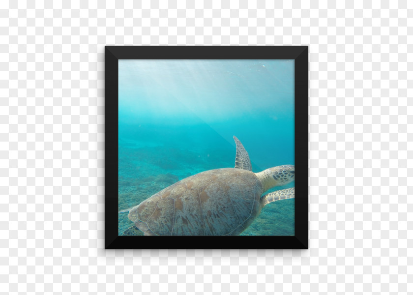 Marine Biology Mammal Fauna Fish PNG