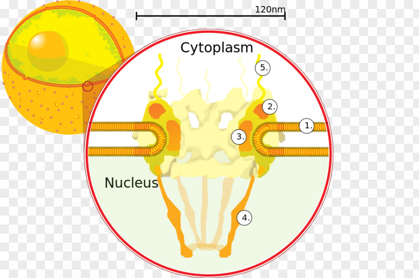 Nuclear Cell Pore Nucleus Envelope Nucleoporin 62 PNG