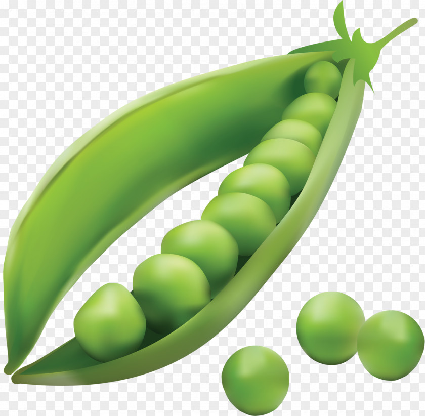 Pea Vegetable Legume Fruit PNG