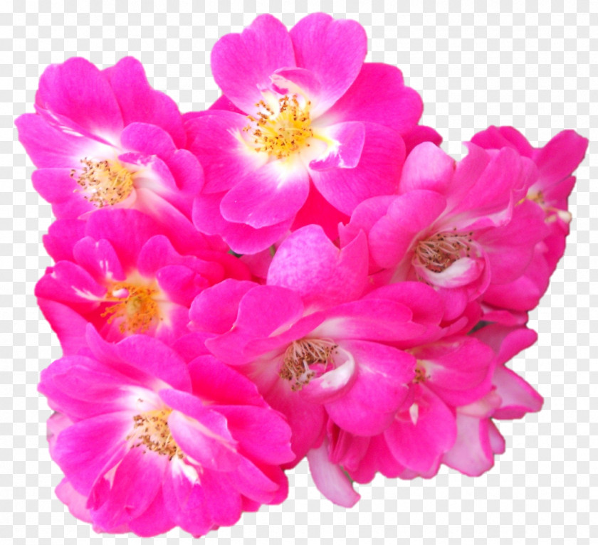 Rose Floribunda Garden Roses Pink M Cut Flowers Petal PNG