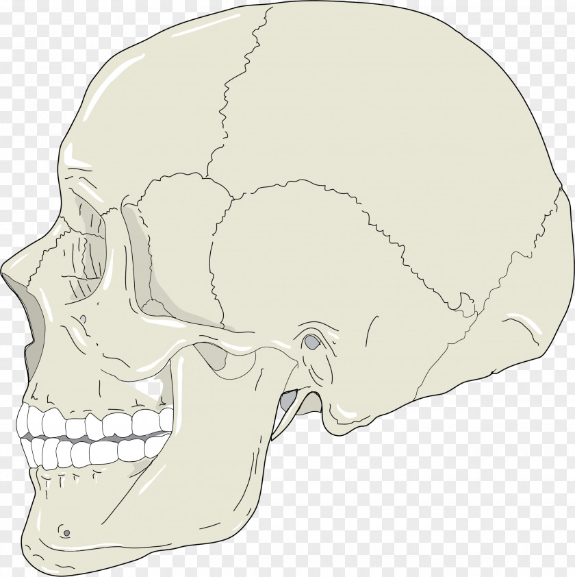 Skull Profile Cliparts Human Head Skeleton And Neck Anatomy Clip Art PNG