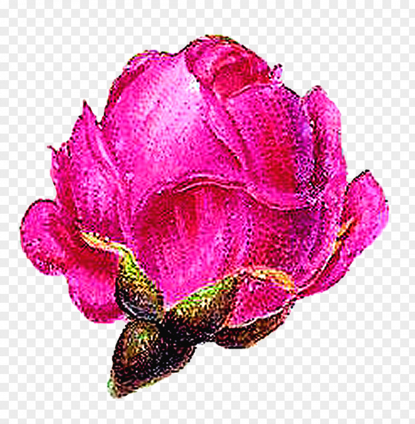 Vintage Botanical Garden Roses Cabbage Rose Floribunda Petal Cut Flowers PNG