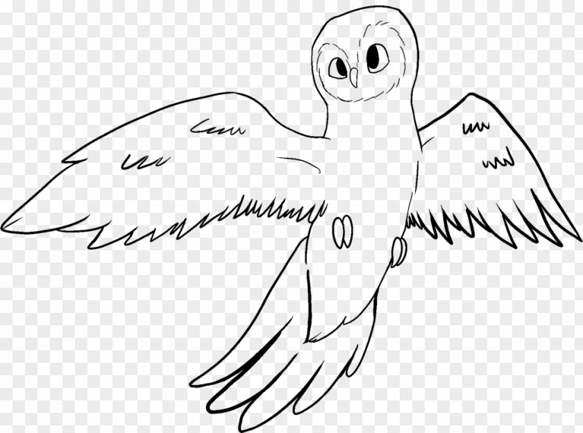 Owl Beak Bird Line Art Drawing PNG