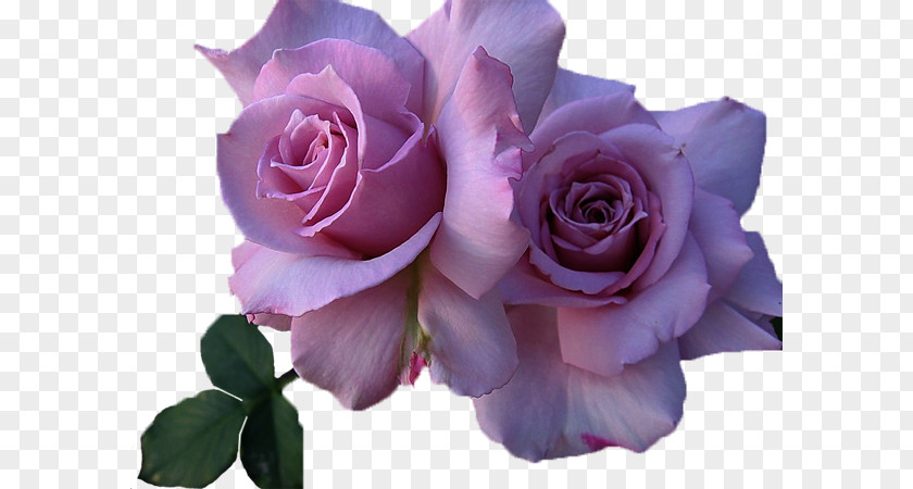Rose Still Life: Pink Roses Flower PNG