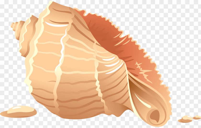 Seashell Clip Art PNG