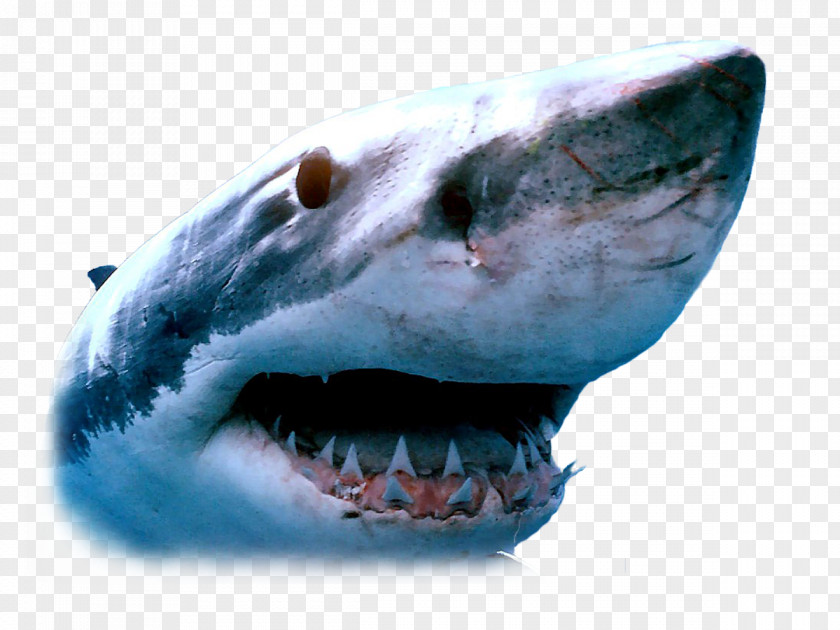 Sharks Great White Shark Whale Isurus Oxyrinchus Swimming PNG
