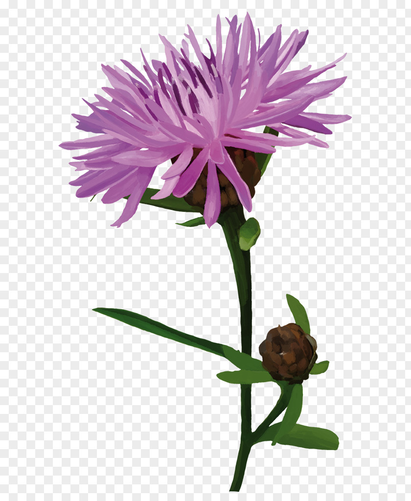 Silybum Plants Flower Pink Plant Stem PNG