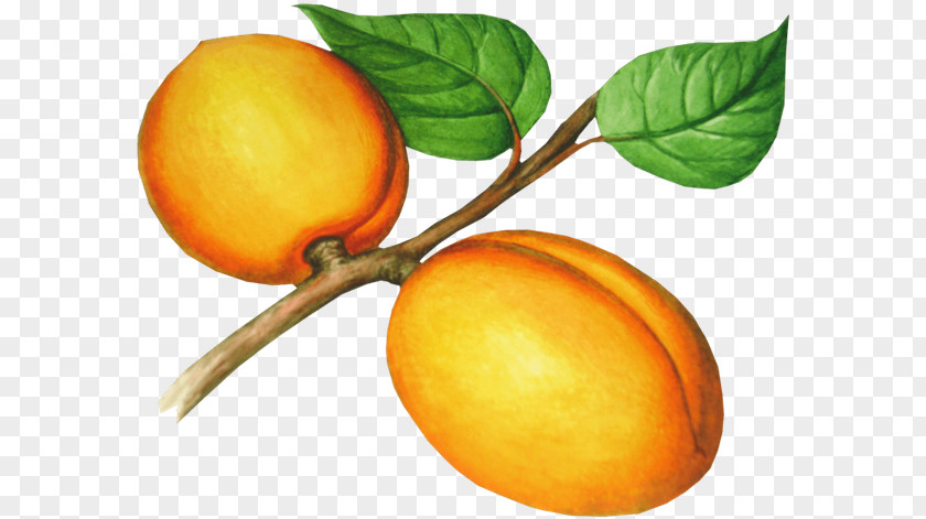 Apricot Nectarine Food Clip Art PNG