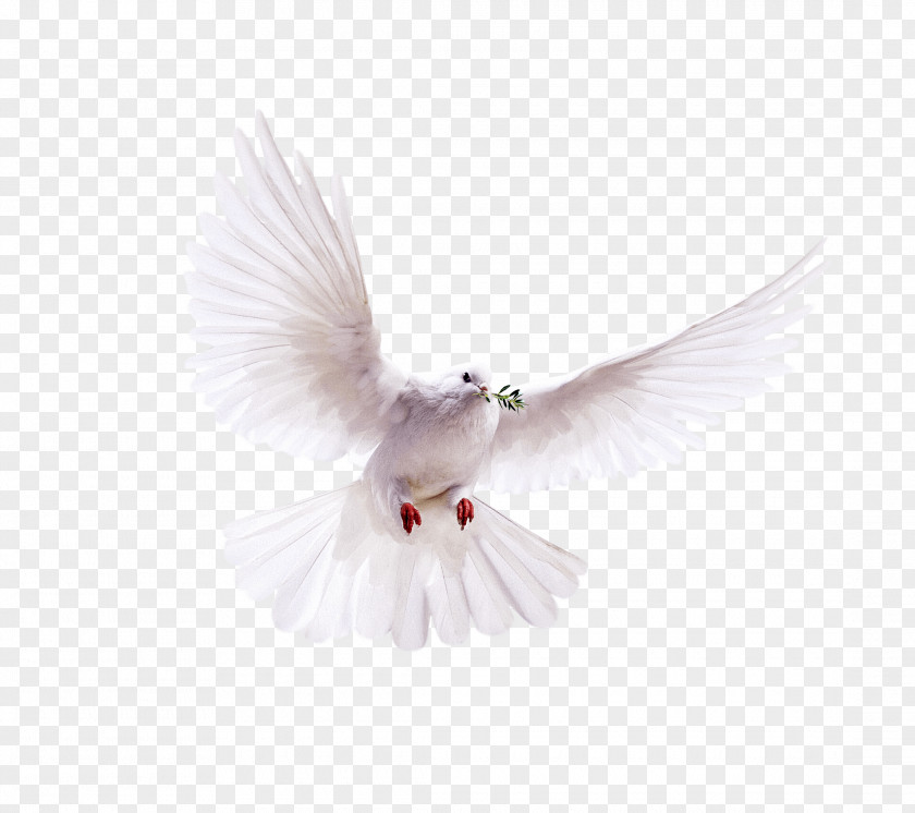 Bird Pigeons And Doves Domestic Pigeon Release Dove PNG