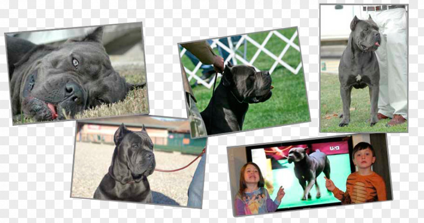 Cane Corso Dog Breed Collage PNG