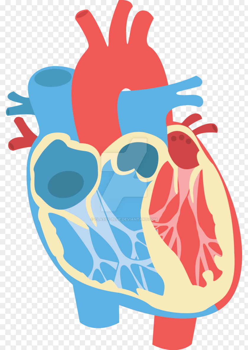 Diagram Heart Anatomy Clip Art PNG