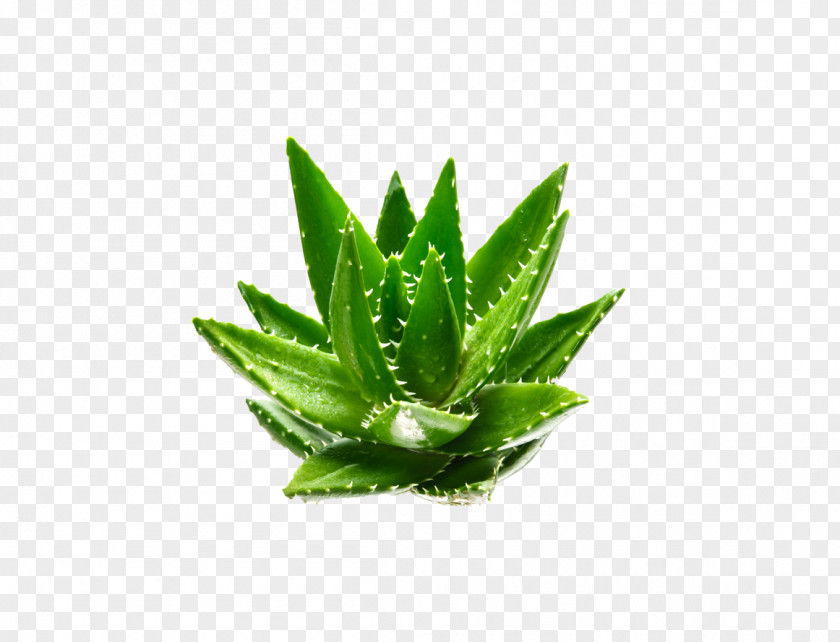 Aloe Vera Euclidean Vector Plant Aloin Green PNG