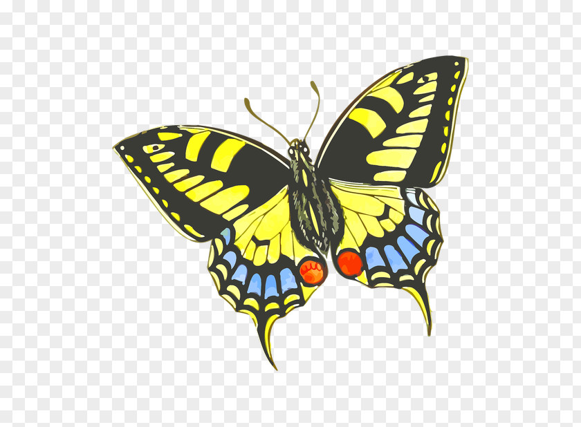 Butterfly Insect Drawing How To Raise Monarch Butterflies: A Step-by-step Guide For Kids Clip Art PNG