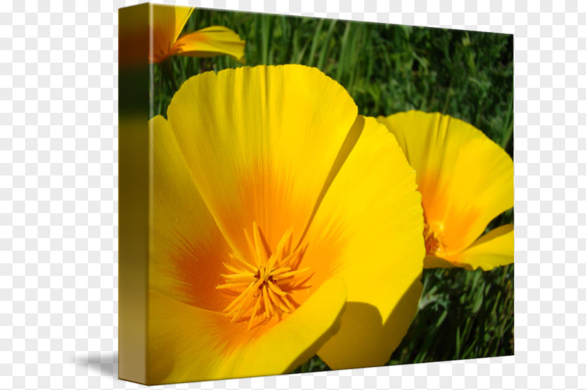 California Poppy Wildflower Flowering Plant PNG