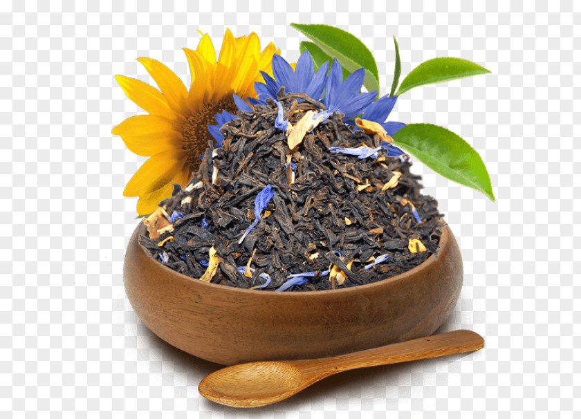 Cha Nilgiri Tea Dianhong Flowerpot Plant PNG