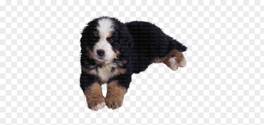 Golden Retriever Bernese Mountain Dog Entlebucher Puppy Chihuahua PNG