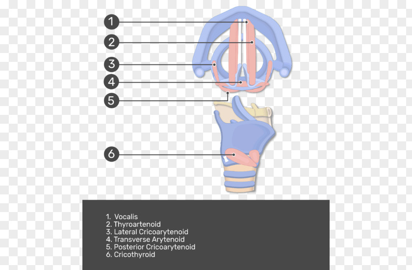 Muscles Of The Larynx Anatomy Abdominal Internal Oblique Muscle External Human Body PNG