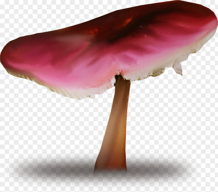Mushroom Common Edible Fungus Shiitake PNG