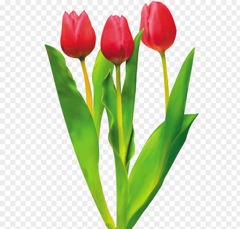 Red Tulips Tulip Cut Flowers PNG