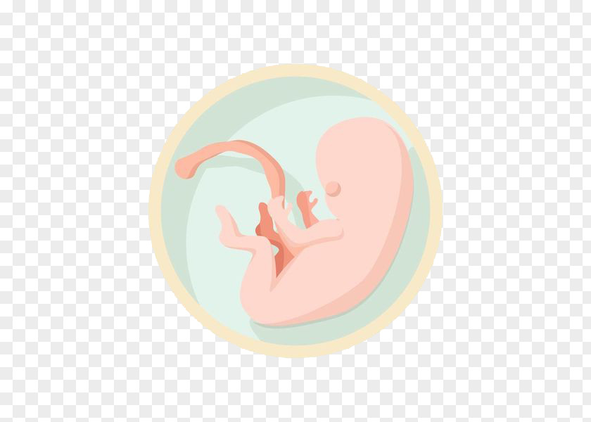 The Fetus In Circle Infant Birth PNG