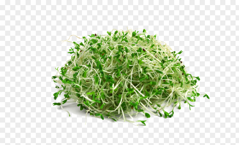 Alfalfa Sprouting Broccoli Sprouts Seed Microgreen PNG