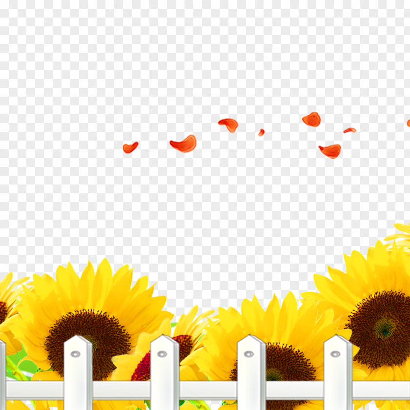 Sunflower Common Wallpaper PNG