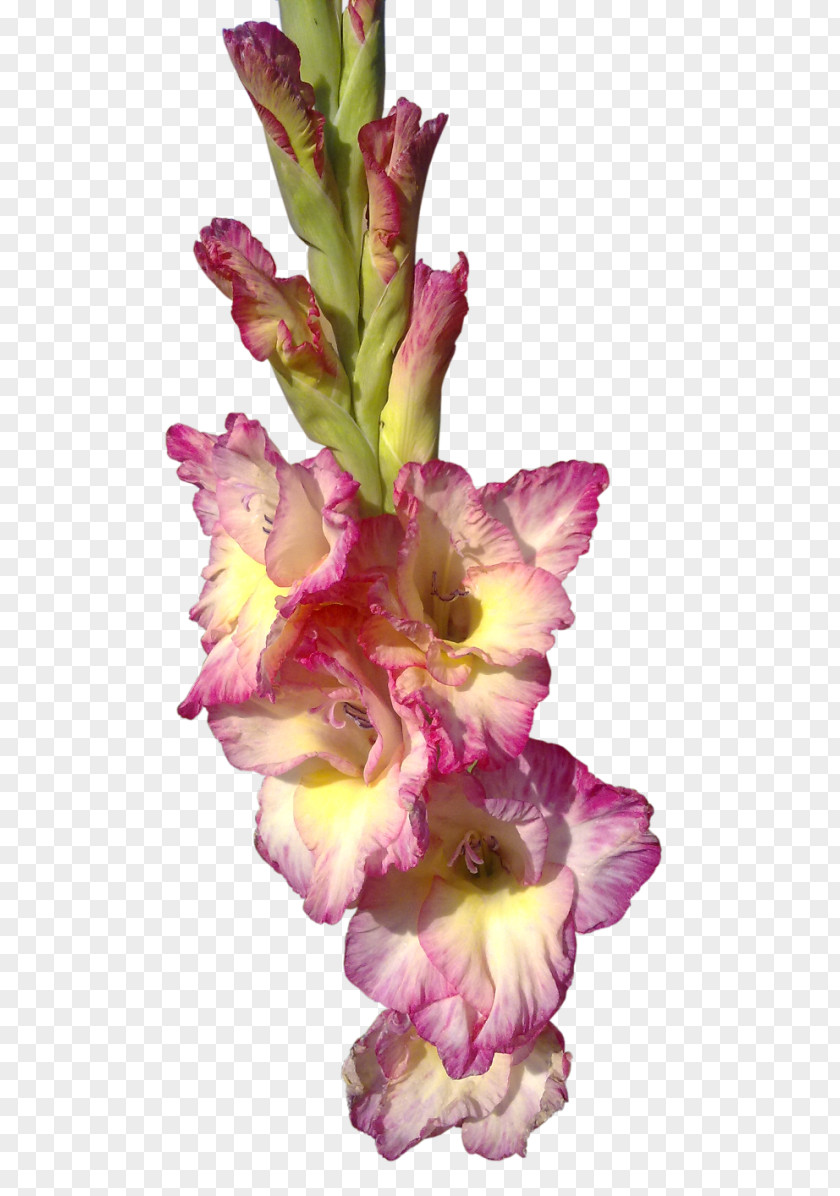 Gladiolus Cut Flowers I Wandered Lonely As A Cloud Clip Art PNG