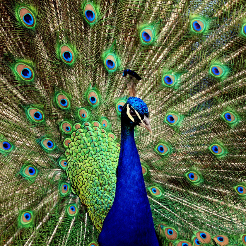Peacock Peafowl High-definition Video Desktop Wallpaper 1080p Clip Art PNG