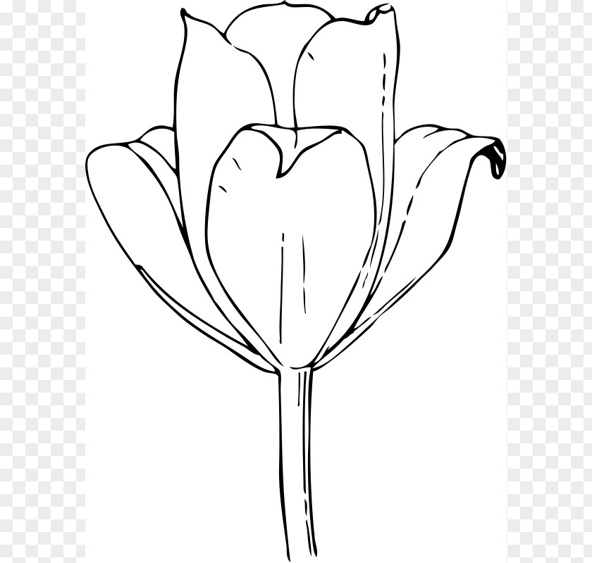 Tulip Cliparts Outline The Tulip: Story Of A Flower That Has Made Men Mad Coloring Book Clip Art PNG
