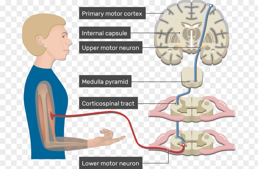 Brain Pyramidal Tracts Lateral Corticospinal Tract Internal Capsule Upper Motor Neuron PNG