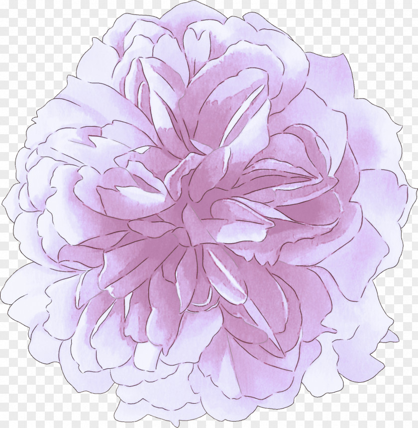 Peony Chinese Lavender PNG