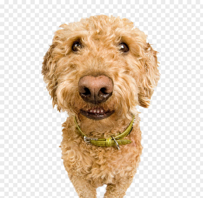 Puppy Cockapoo Goldendoodle Spanish Water Dog Miniature Poodle Schnoodle PNG