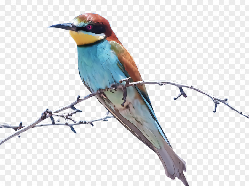 Cuculiformes Perching Bird Beak Coraciiformes Bee Eater Roller PNG