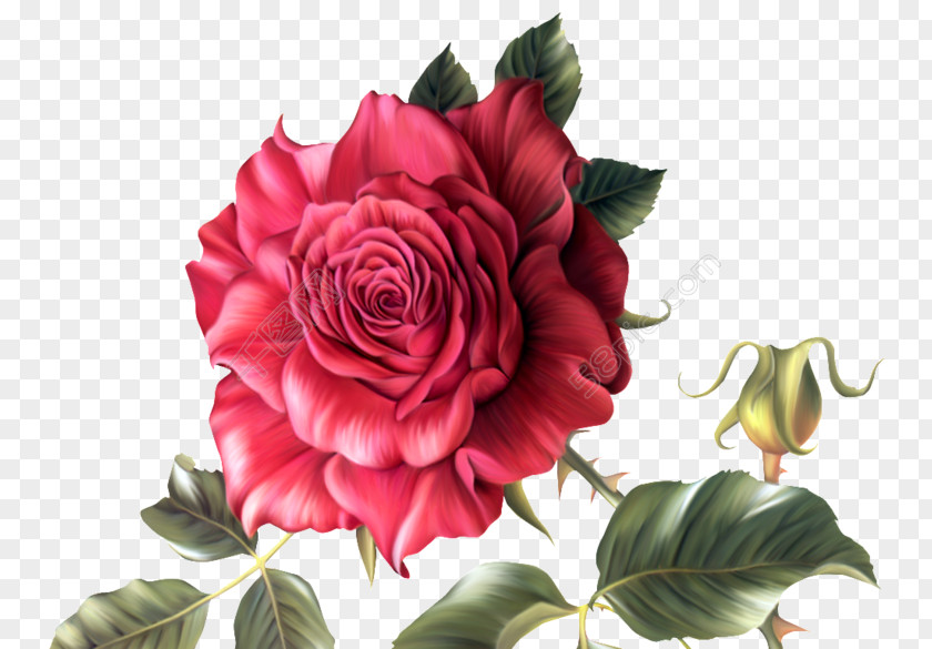 Domina Rose Clip Art Flower Drawing PNG