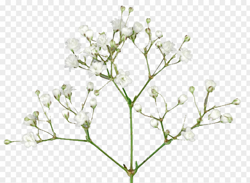 Flower Baby's-breath Portable Network Graphics Cut Flowers Image PNG