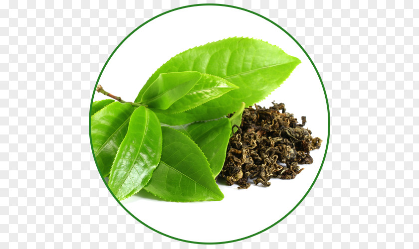 Green Tea Camellia Sinensis Dandelion Coffee Drink PNG