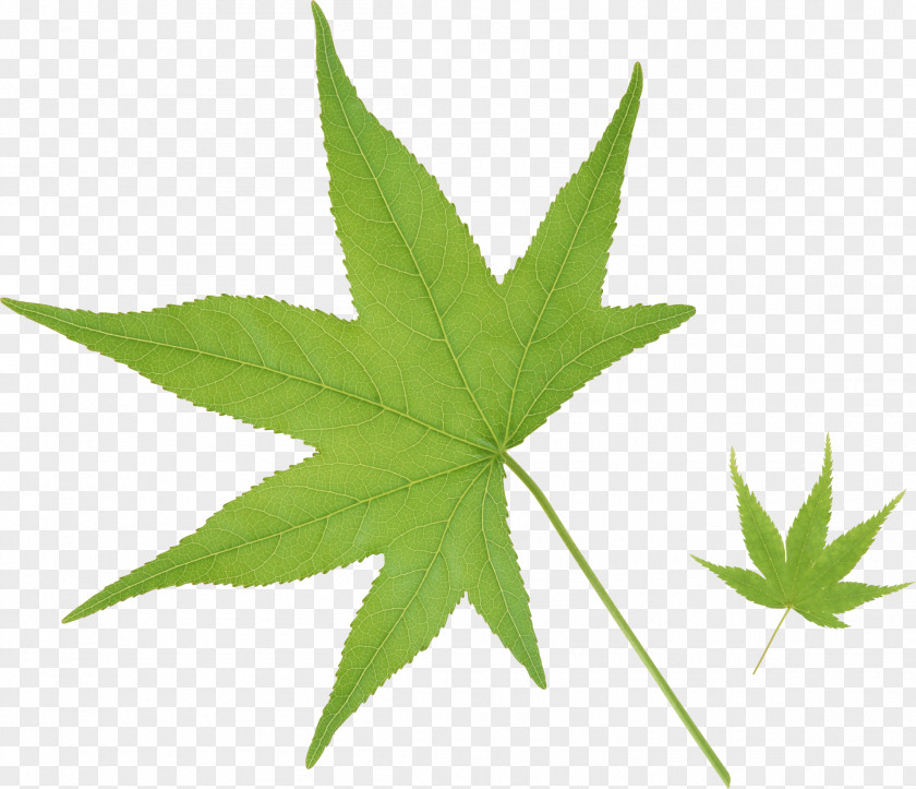Leaf Cannabis No PNG