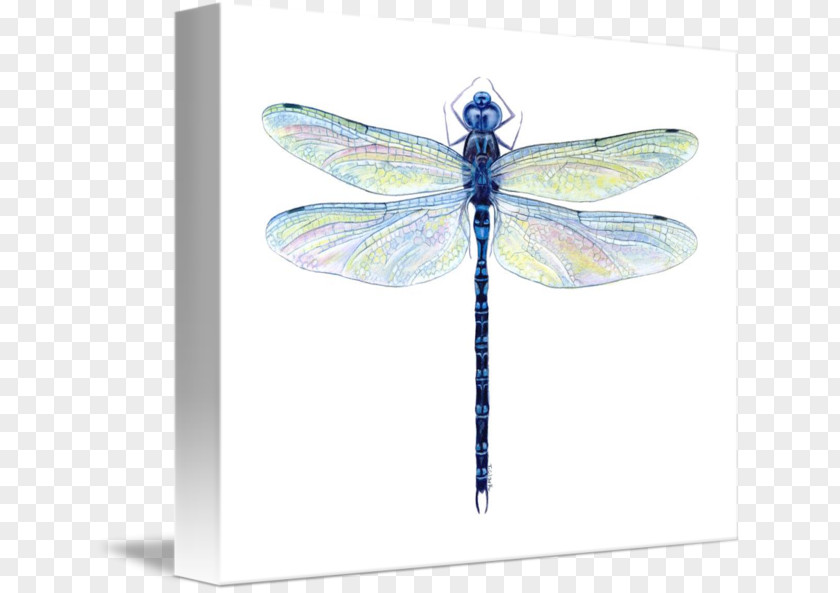 Dragonfly Insect Watercolor Painting Drawing PNG